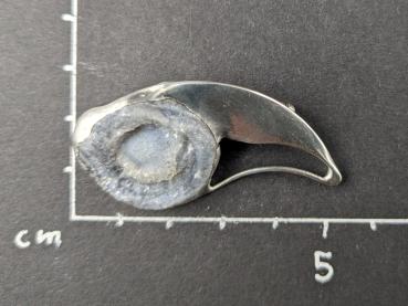 Preview: Chalcedonrose Brosche